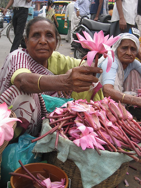 Lotus flowers for sale Lotus flowers for sale