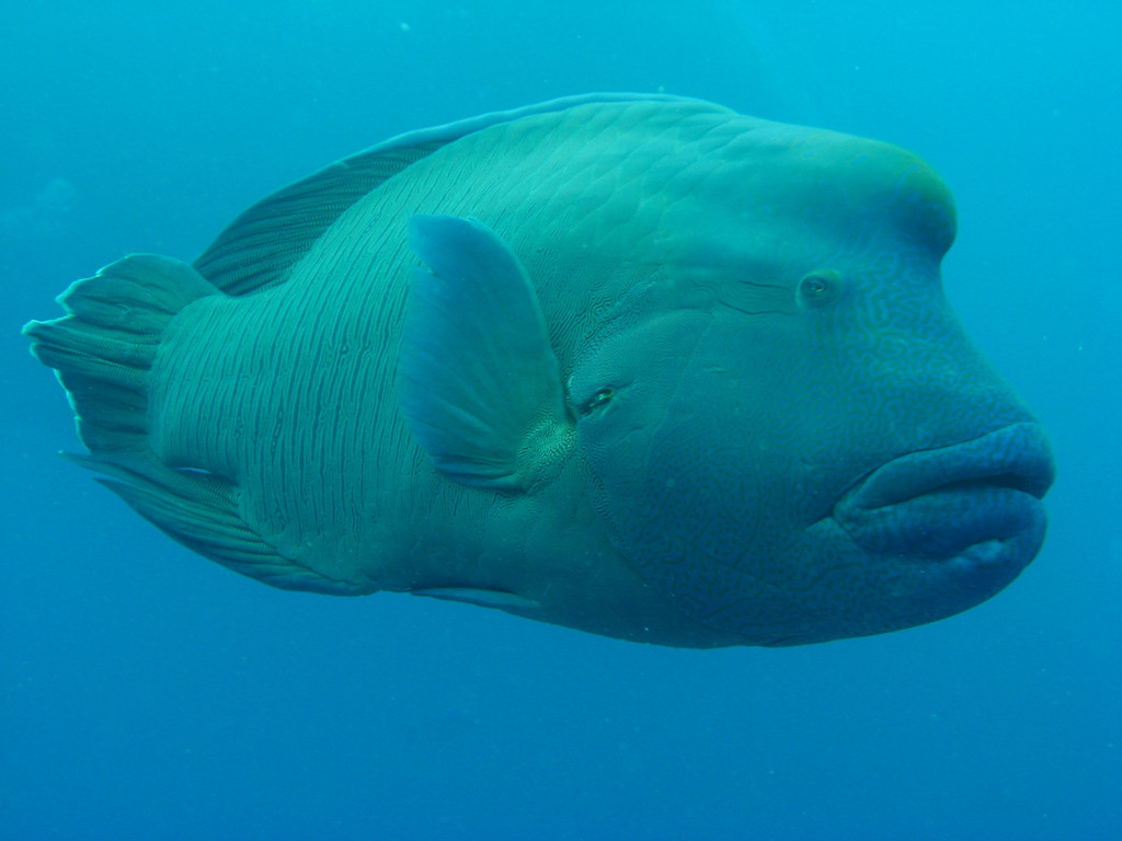 maori wrasse