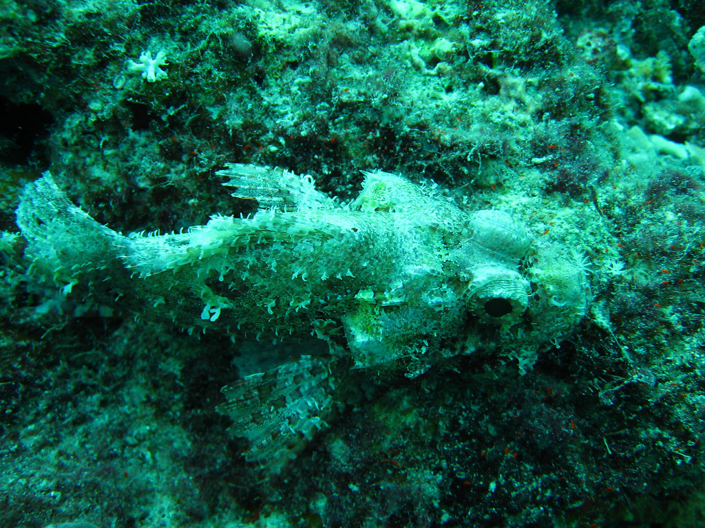 What an amazing looking camouflaged fish! an awesome camouflaged fish!
