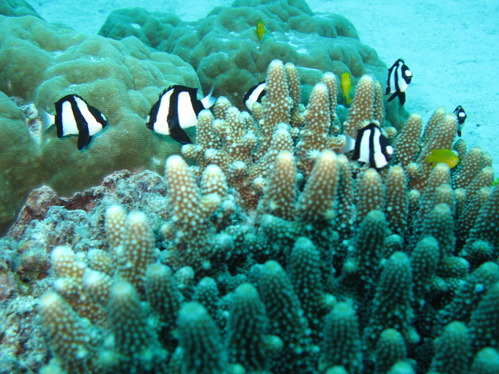 All the pretty fishes showed up for my dive. coral and fish