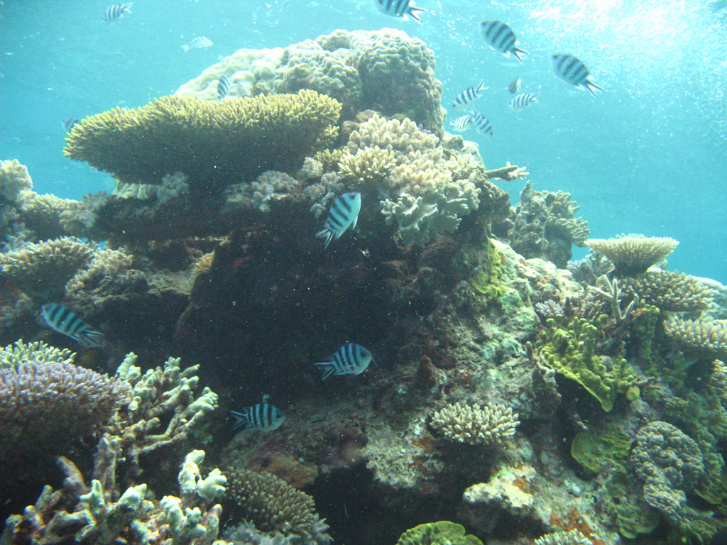 One of the prettiest spots I swam past on all of my dives! coral