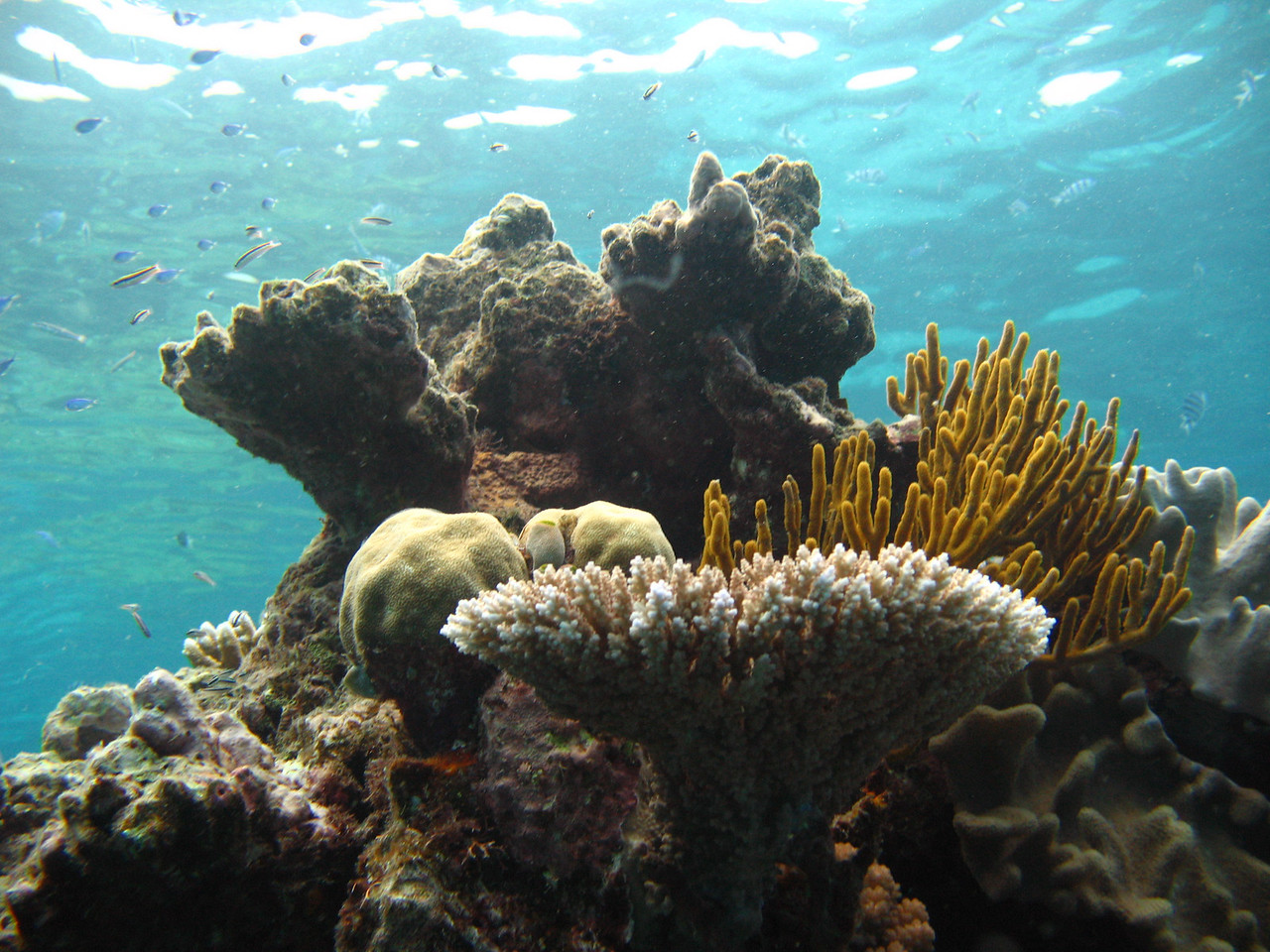 My favorite shot from my two days of diving on the Great Barrier Reef diving from Cairns