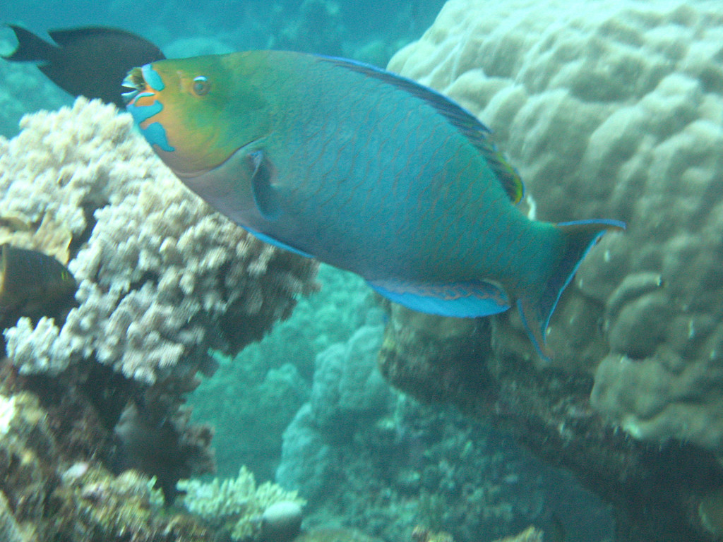 A gorgeous parrot fish on a dive from my liveaboard off the coast of Cairns. parrot fish