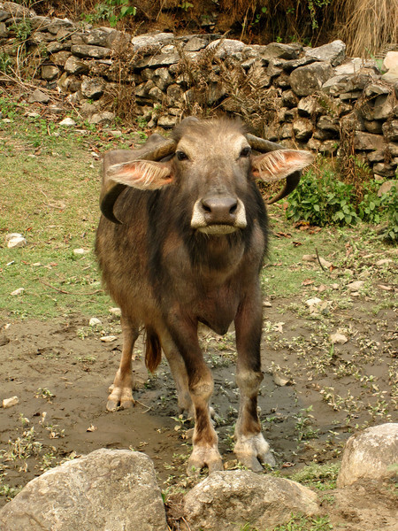 Now that's a Water Buffalo with Charater! Now that's a Water Buffalo with Character!