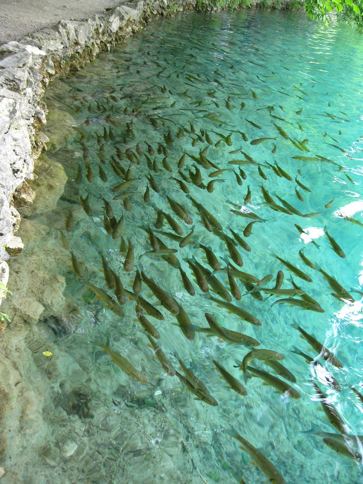 Fish Plitvice lakes croatia