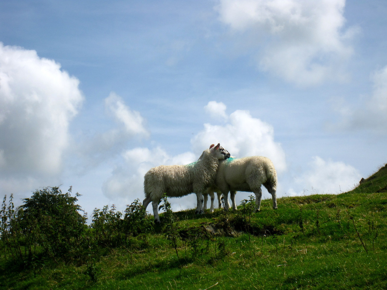sheeps on walk from windermere