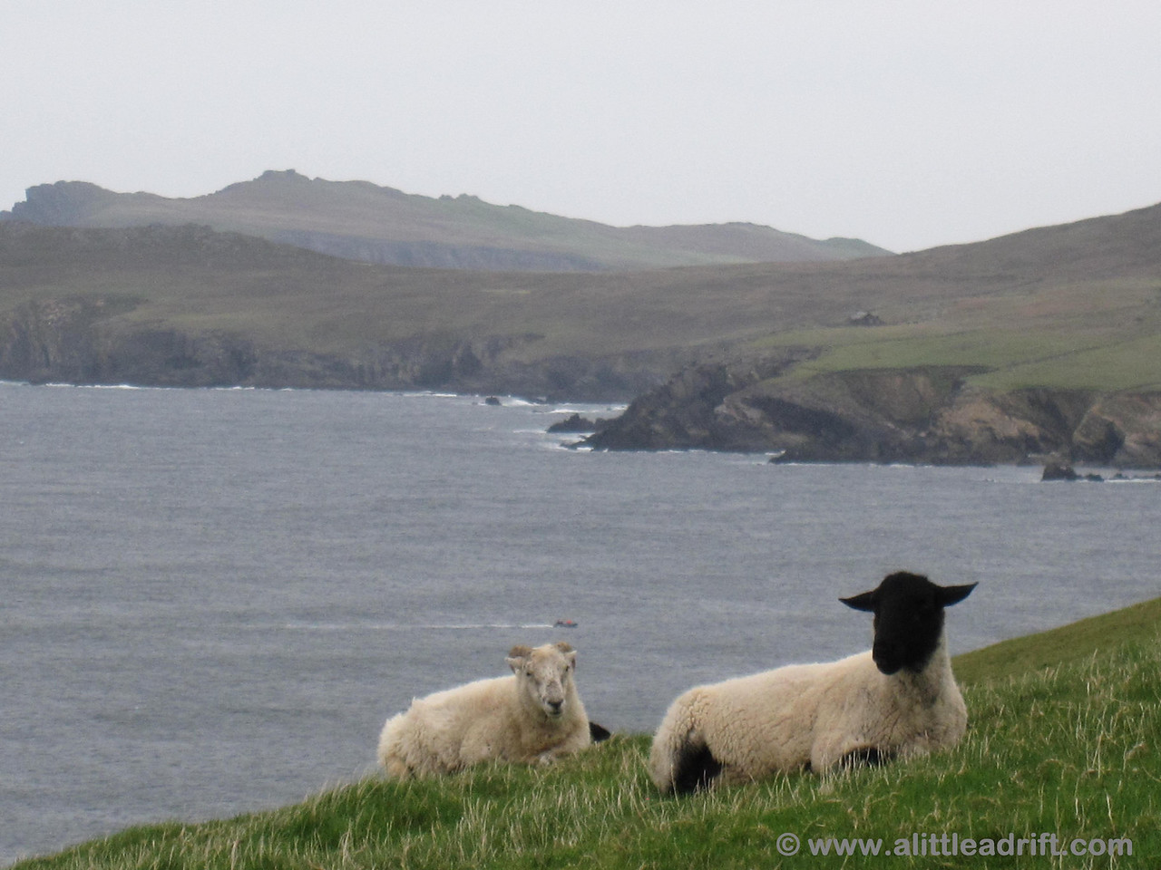 Views of the ocean and sheep along Slea Head Drive.