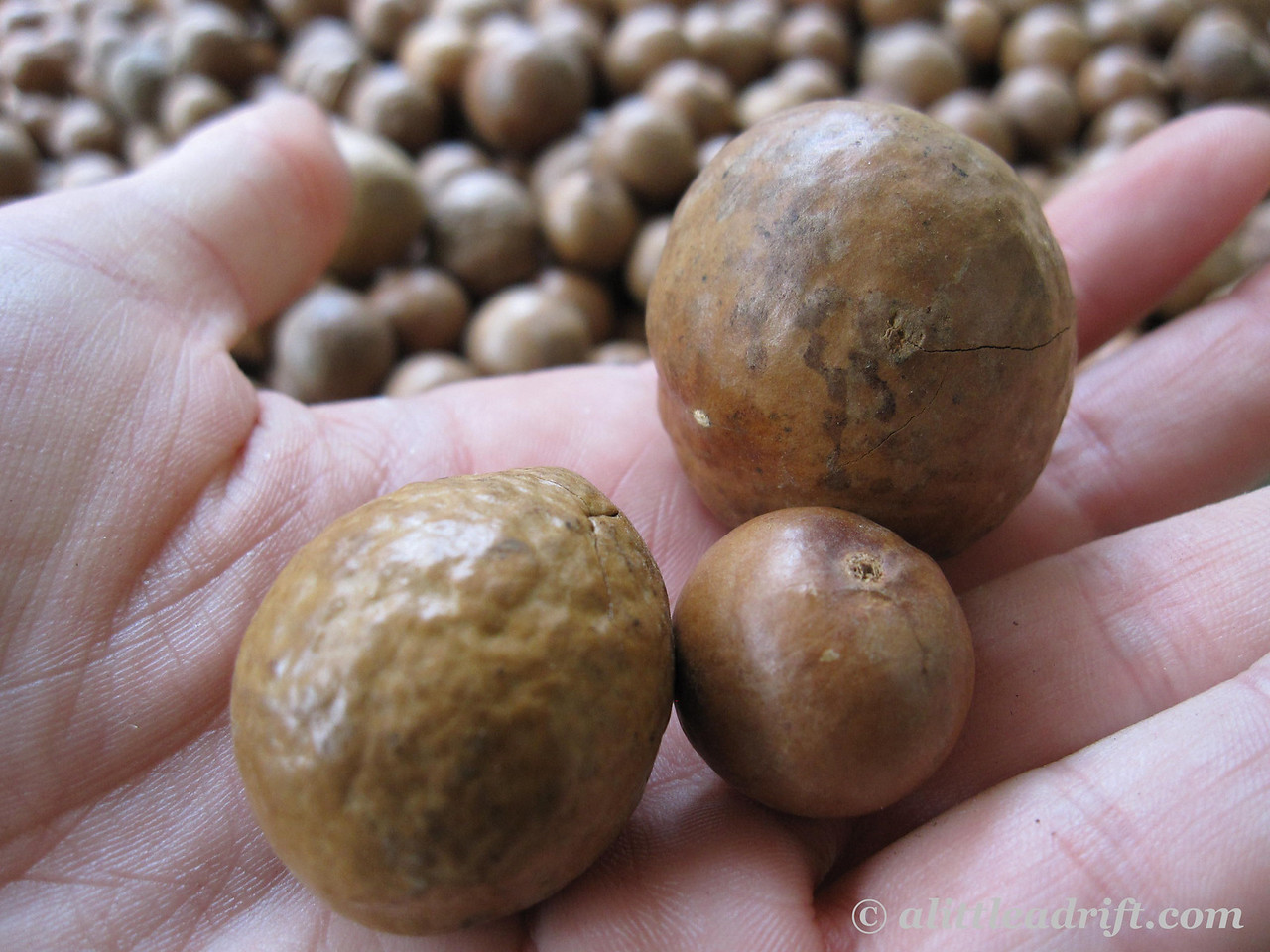 whole macadamia nuts at Valhalla outside of Antigua