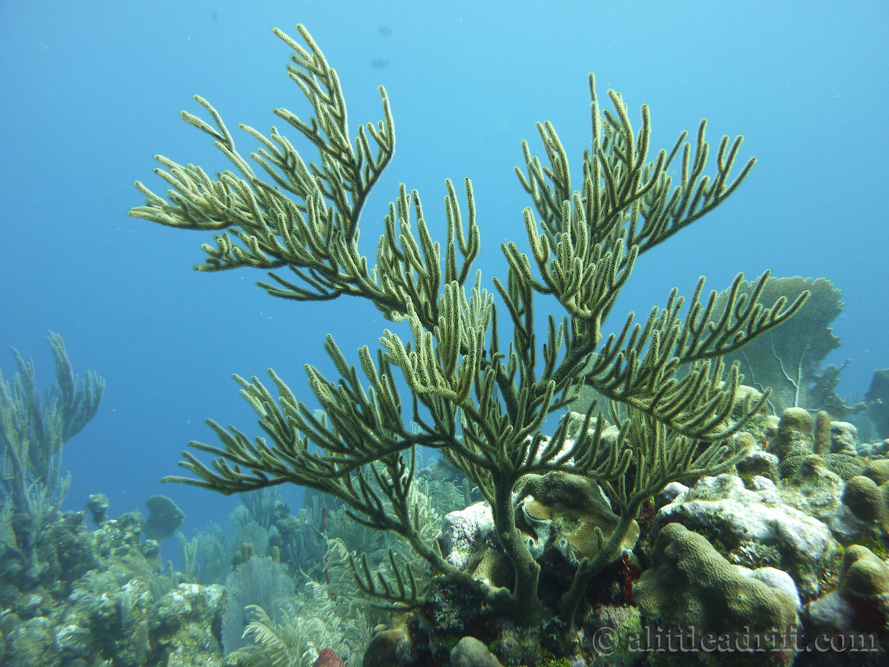 diving in utila