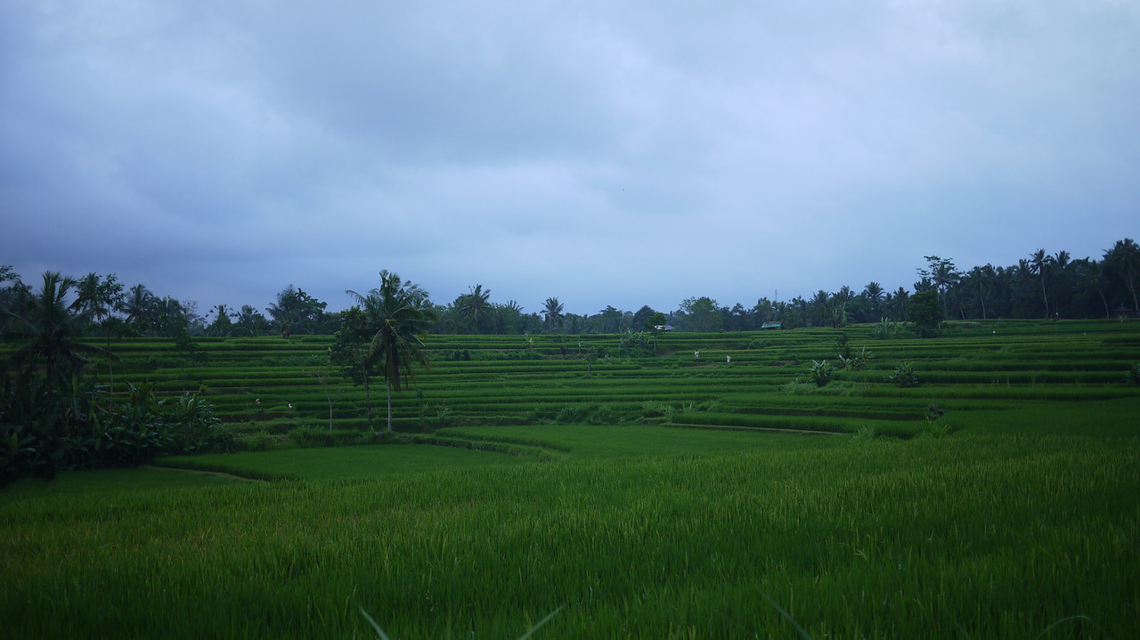rice paddy outside of ubud