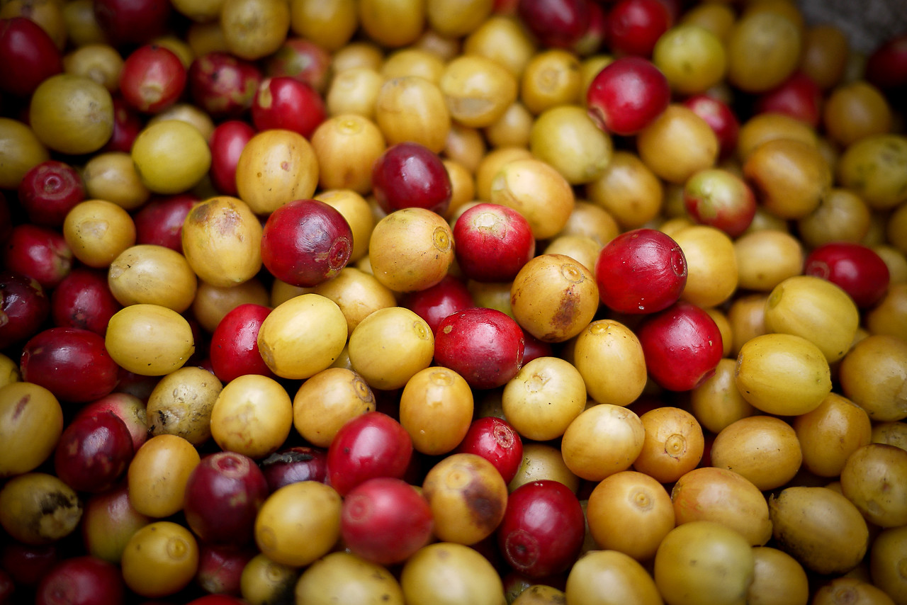 Our day's haul: a basket full of perfectly ripe red and yellow coffee cherries. Ripe red and yellow coffee cherries.