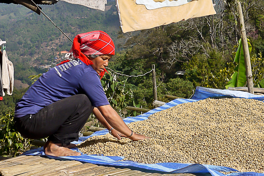 akha coffee beans