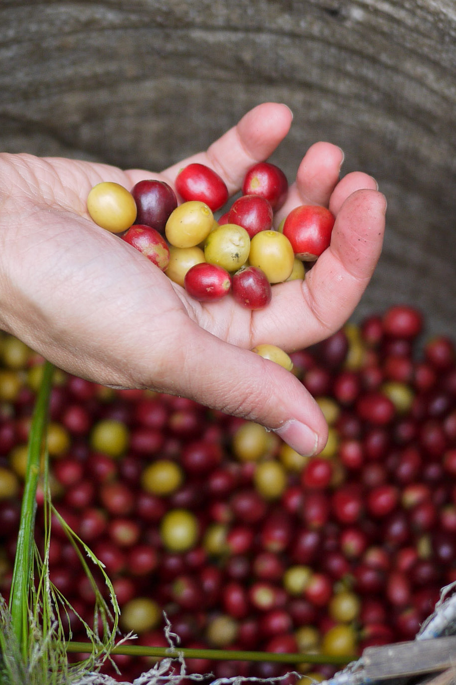 A basket full of ripe coffee cherries, Akha Ama coffee village near Chiang Mai, Thailand.