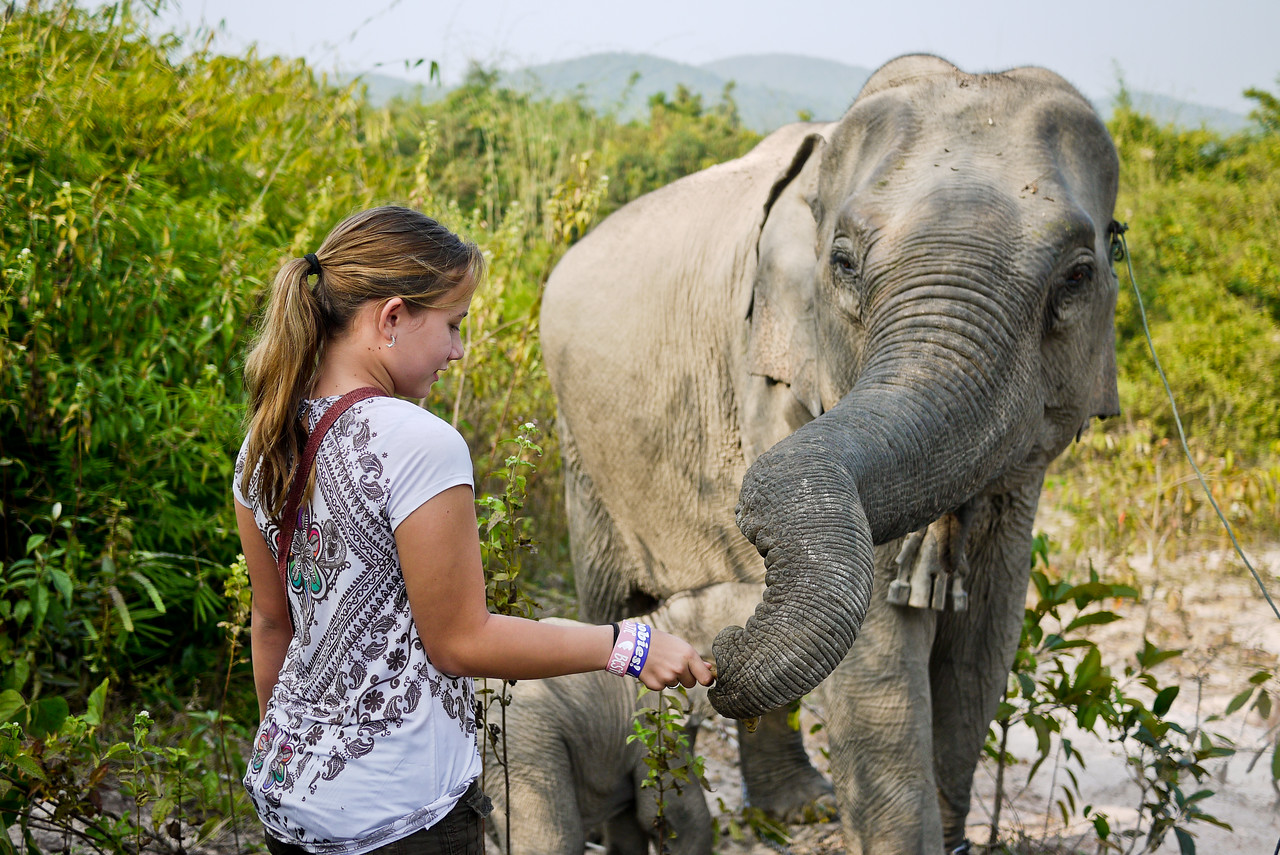 guide to ethical elephants in thailand travel