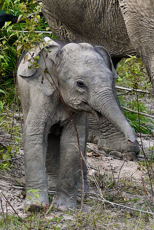A frisky two small boy elephant in Hongsa, Loas. A frisky two small boy elephant in Hongsa, Loas.