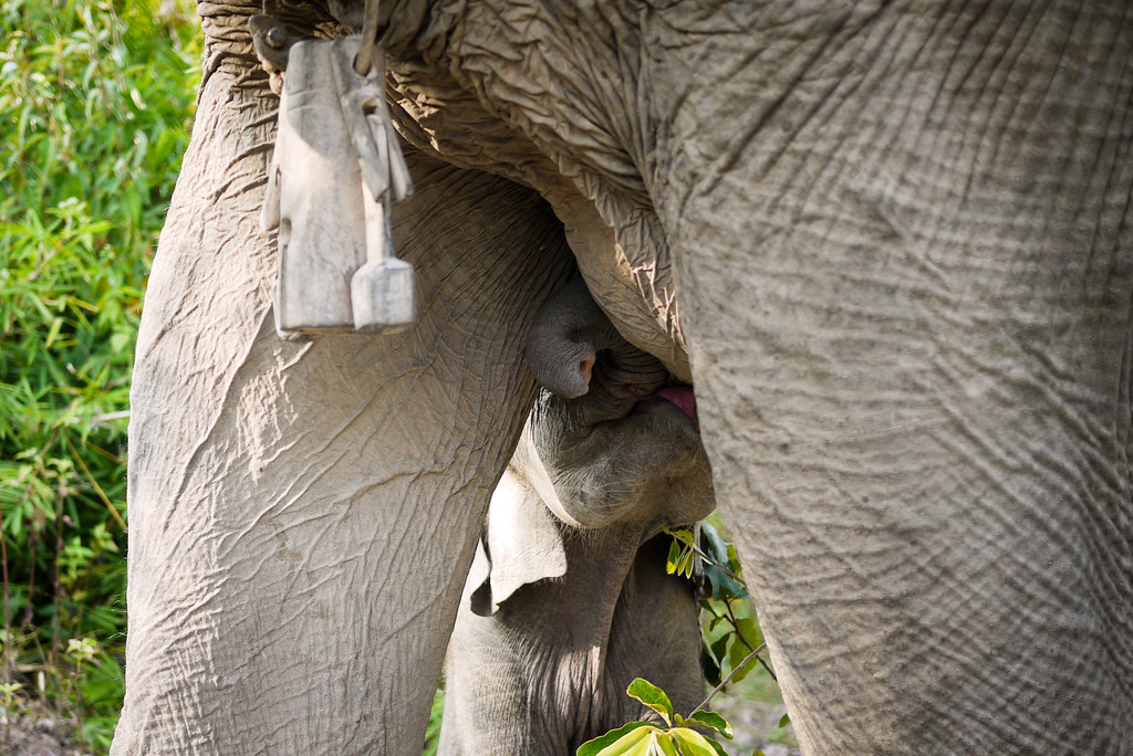 A baby boy elephant and his mom A baby boy elephant and his mom
