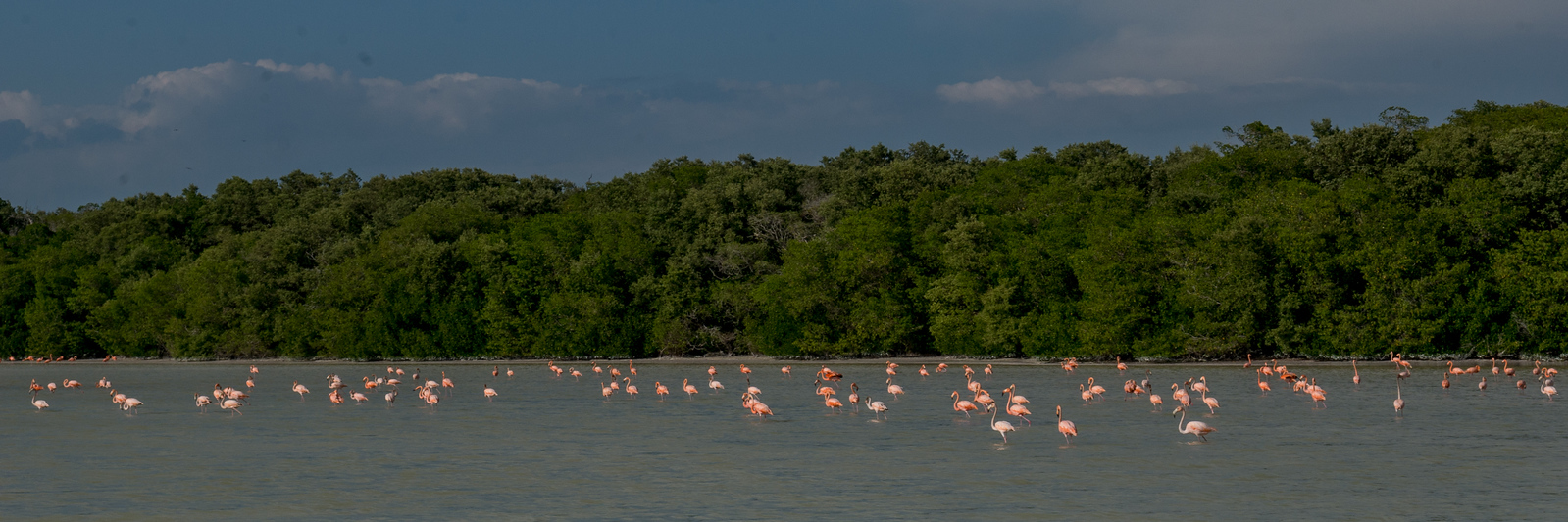 Flamingos on the waters near celestun flamingos at celestun