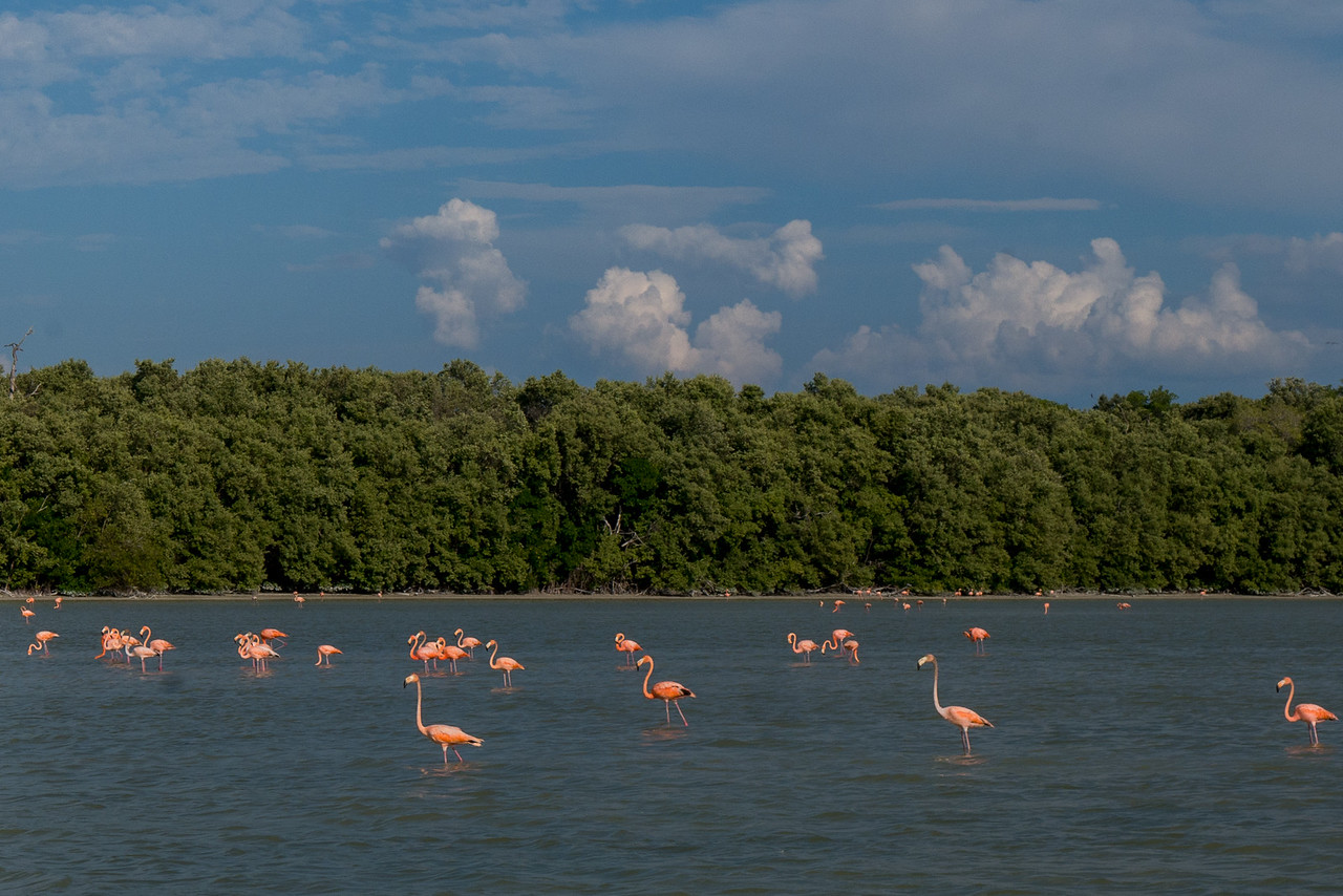 flamingos Celestun Biosphere Reserve in the Yucatan, Mexico