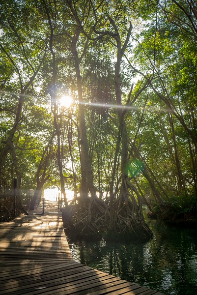 Mangroves near Celestun, Mexico mangroves celestun mexico