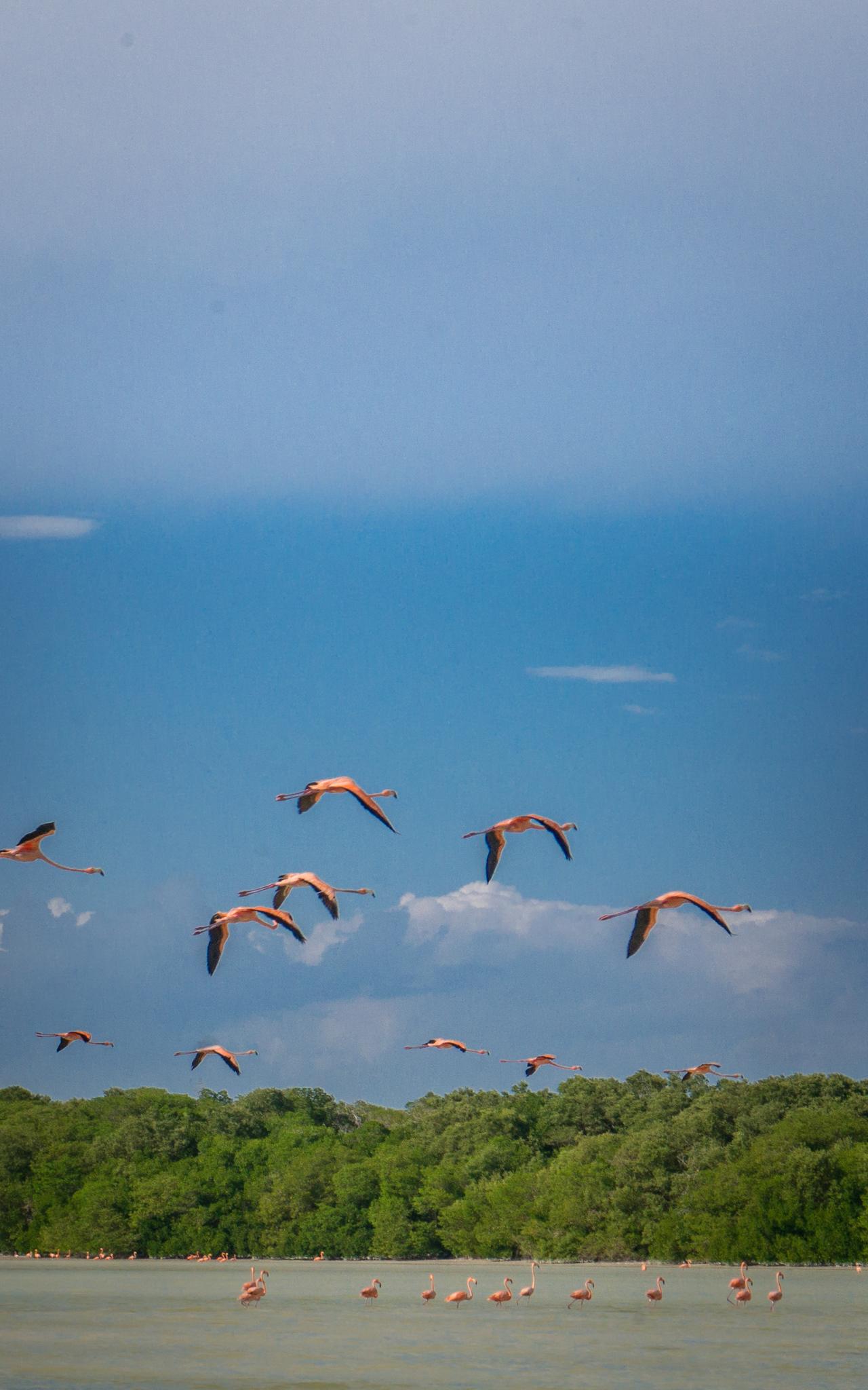 celestun yucatan
