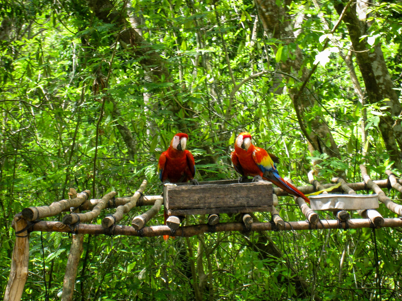 gorgeous birds at the entrance to the ruins