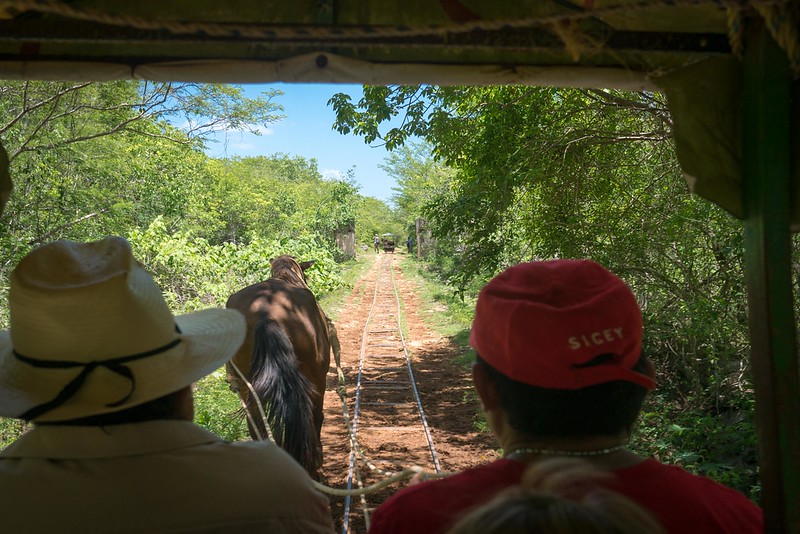 horse cart cuzama with the kids