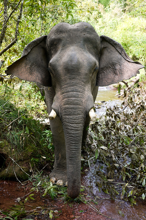 An huge Asian elephant in Laos. An huge Asian elephant in Laos.