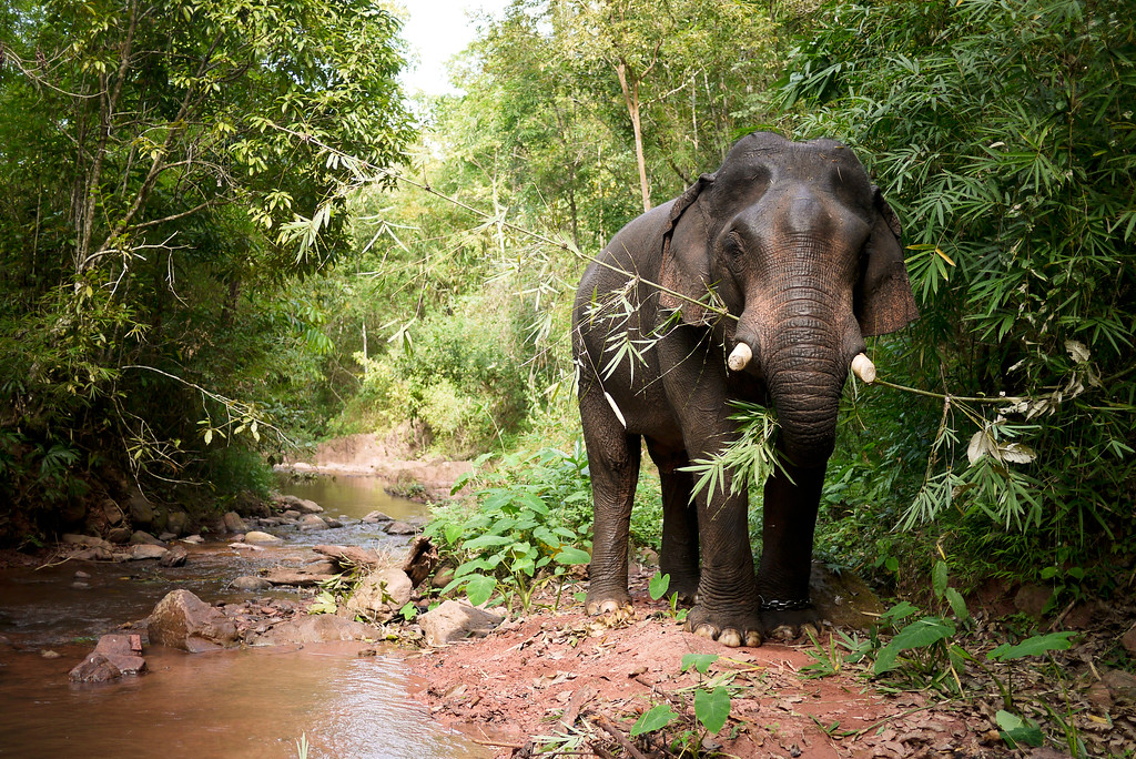 elephant eating bamboo and not being ridden in the jungle of laos
