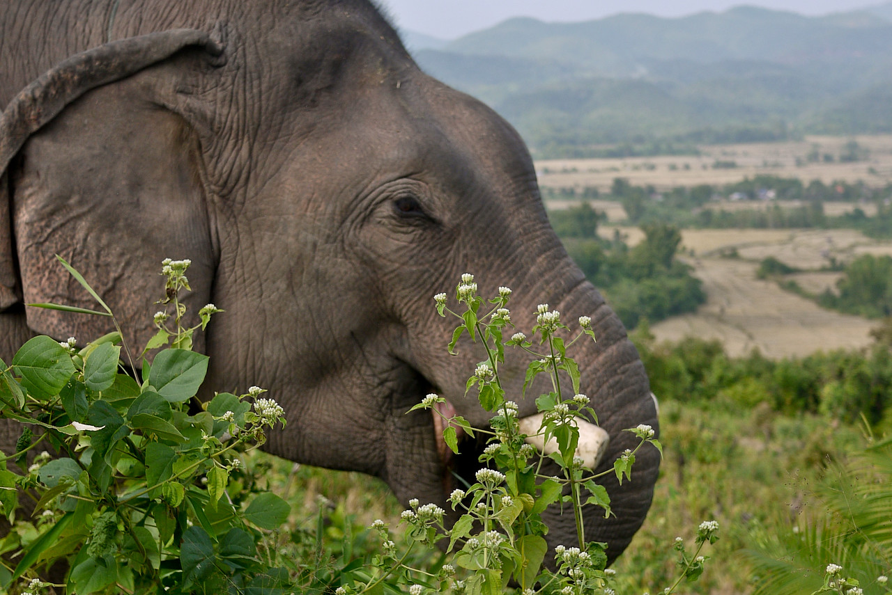 elephant eating from the grass and taking a break from having riders