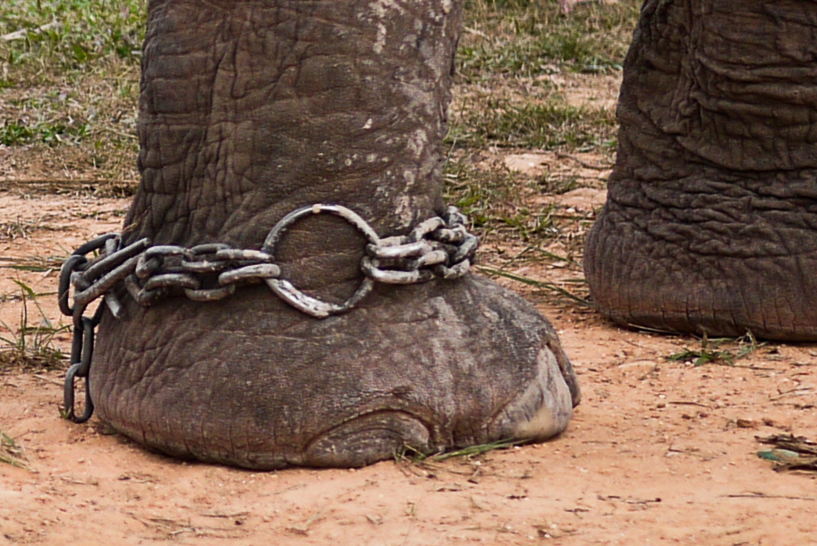 chain on elephants leg, Hongsa, Laos.