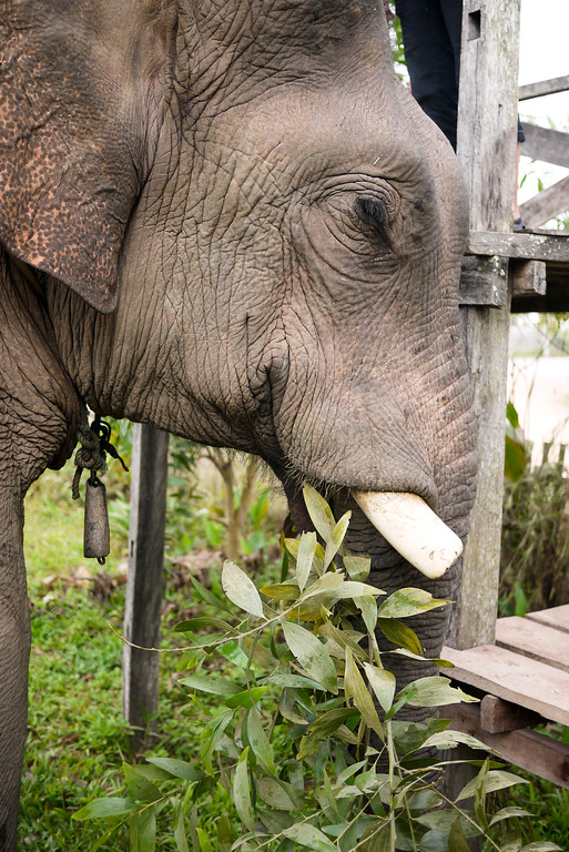 A huge bull elephant munching on trees at the Jumbo Guesthouse in Hongsa, Laos. A huge bull elephant munching on trees at the Jumbo Guesthouse in Hongsa, Laos.