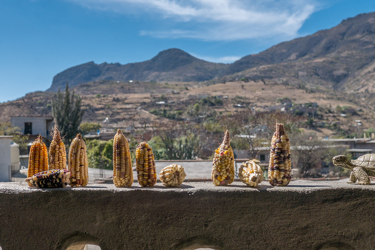Dried corn and the Mexican landscape in the background
