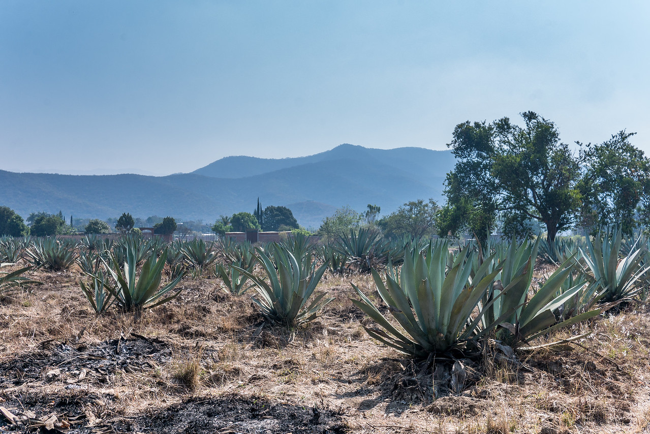 taking a mezcal tour in Oaxaca and into the valley is very popular with tourists visiting