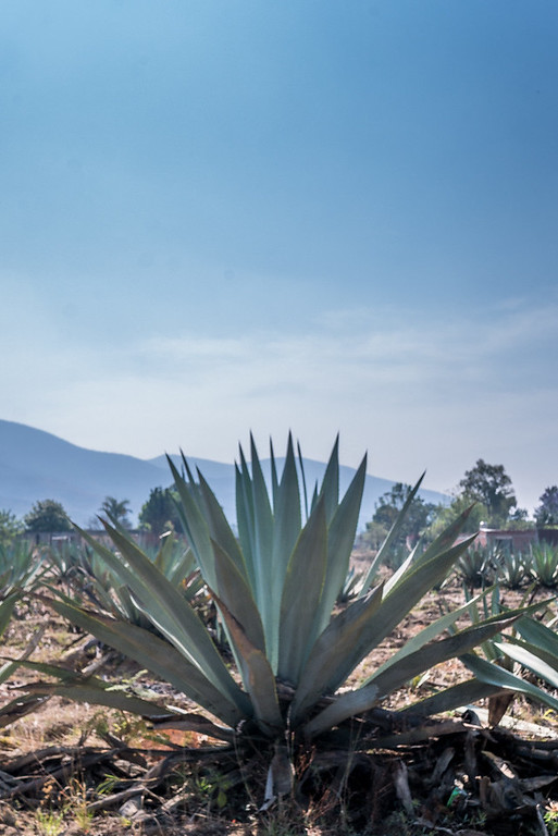 agave planet in Oaxaca Mexico