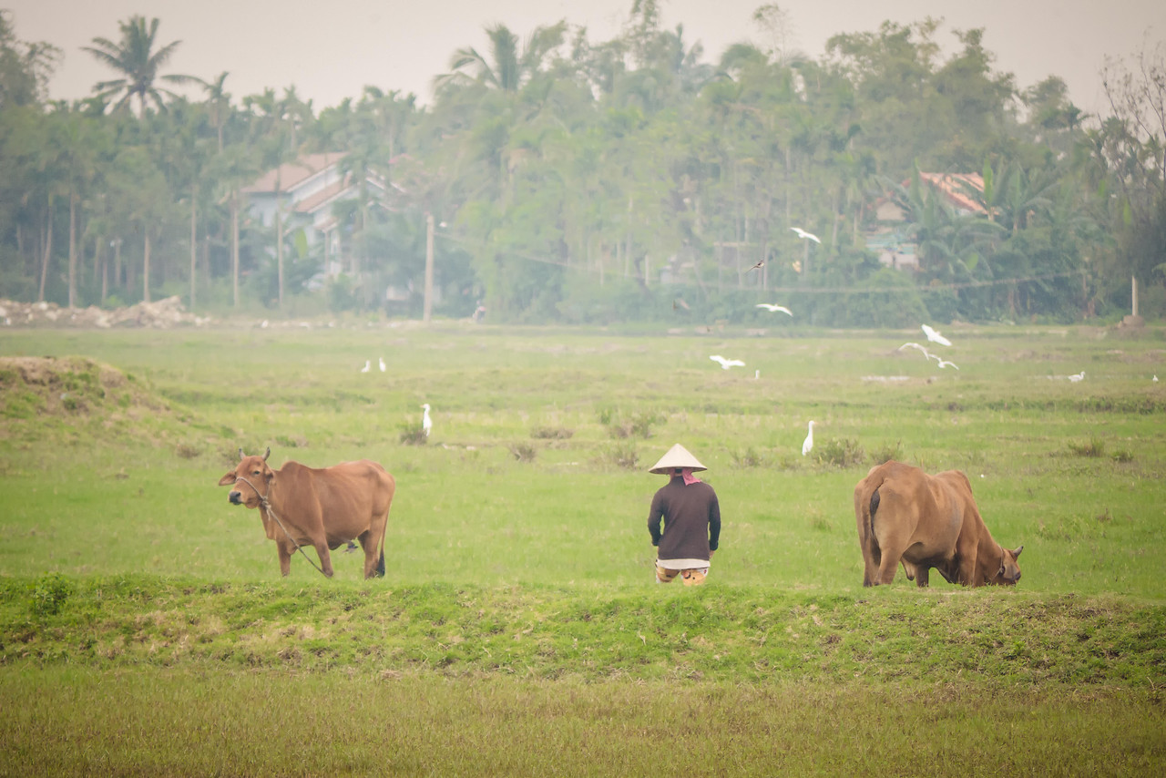 ride paddies bike ride hoi an vietnam