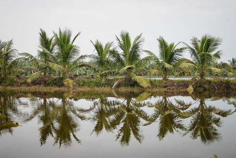 Pretty reflections on the rice paddies. palms reflection on a rice paddy