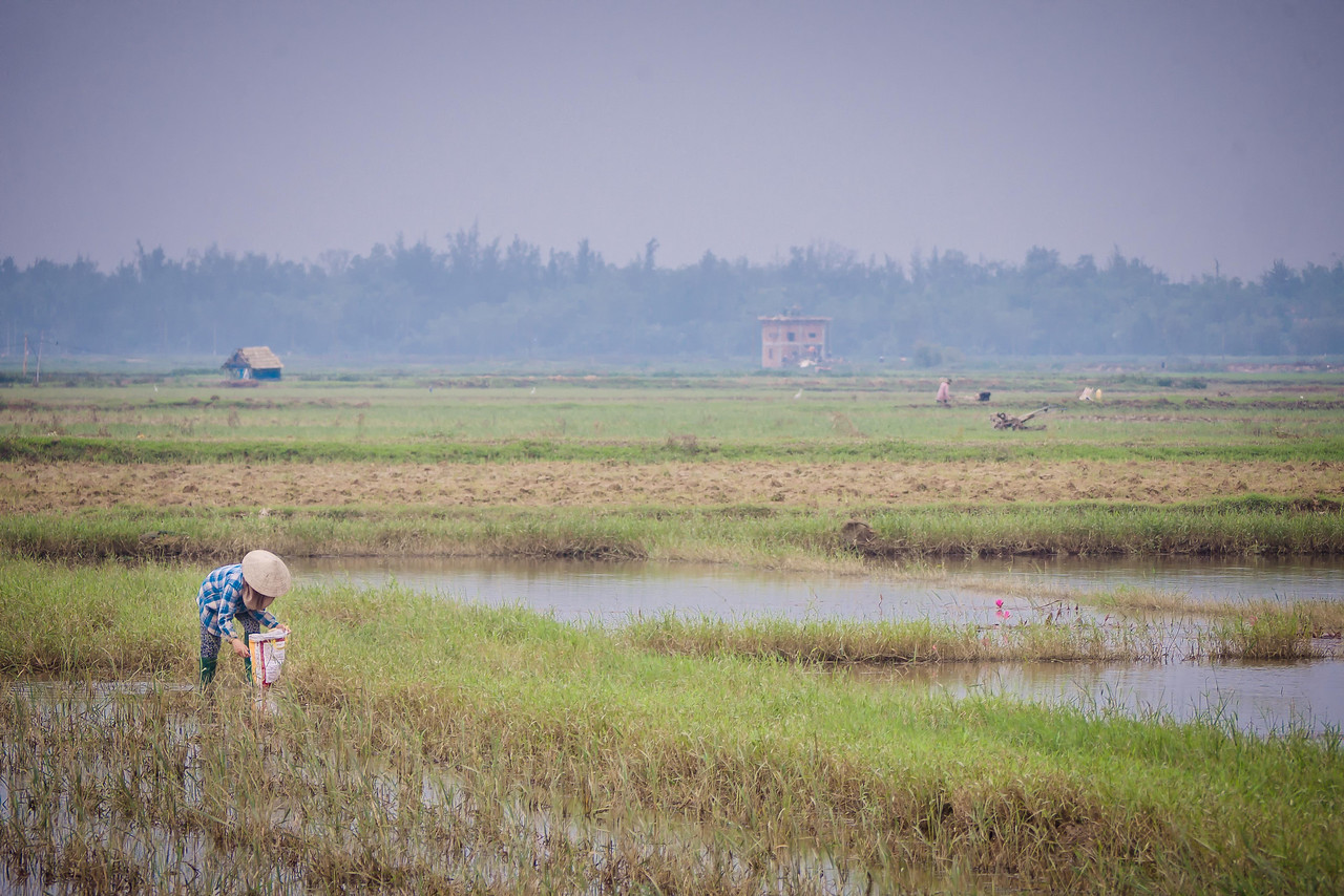 A woman works in the rice paddies on a rainy day in the outskirts of Hoi An, Vietnam. biking around hoi an through the rice paddies