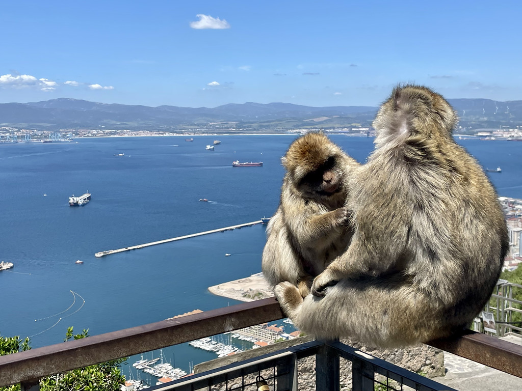 Two Barbary macaques grooming each other on a metal handrail on the Rock of Gibraltar, with the Strait of Gibraltar and the African coastline in the background.