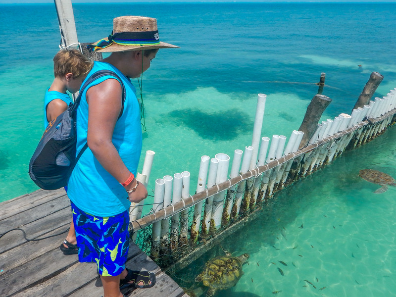 Turtle and shark pools for kids to view and enjoy tortugranja farm mexico