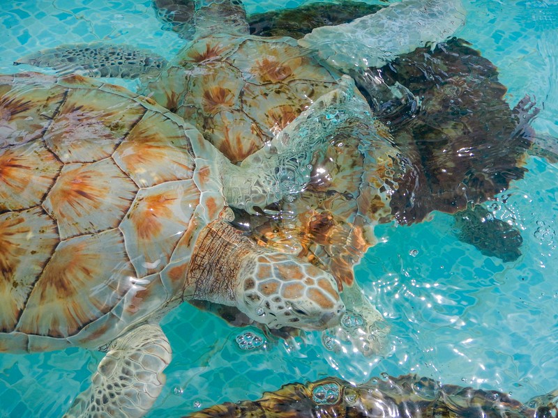 Turtles on Isla Mujeres Yucatan peninsula turtle shells on isla mujeres