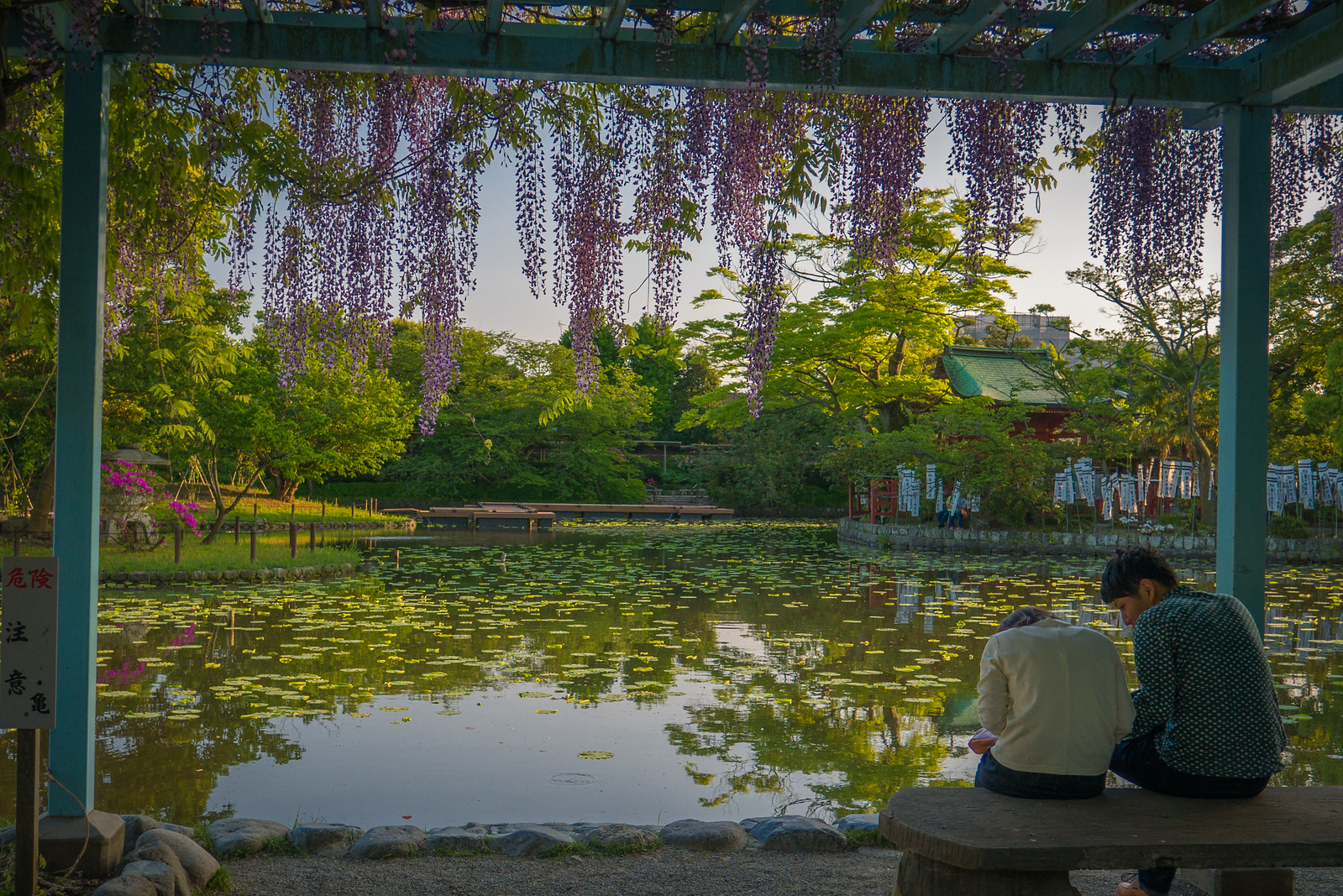 Beautiful wisteria at the Tsurugaoka Hachimangū shinto shrine in Kamakura, Japan. wisteria at Tsurugaoka Hachimangū shinto shrine