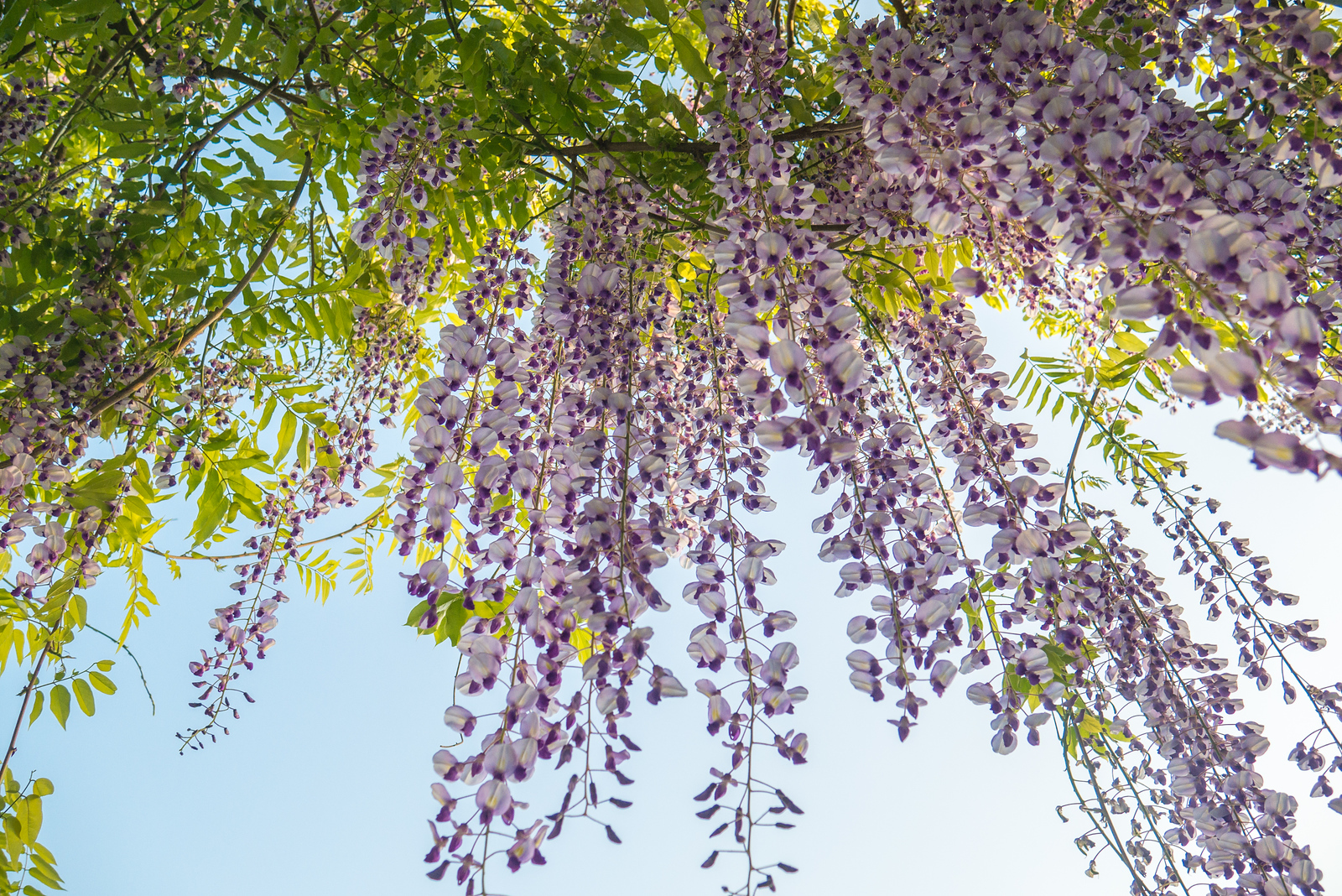 Wisteria hangs from the eaves at the quiet reflection pool at Tsurugaoka Hachimangū wisteria at Tsurugaoka Hachimangū shinto shrine
