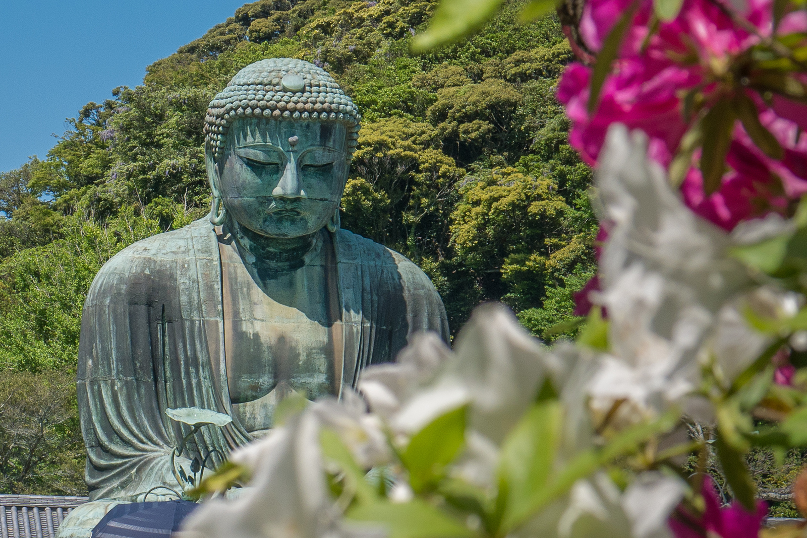 The Great Buddha of Kamakura looks lovely against the spring colors. Kōtoku-in buddha in kamakura