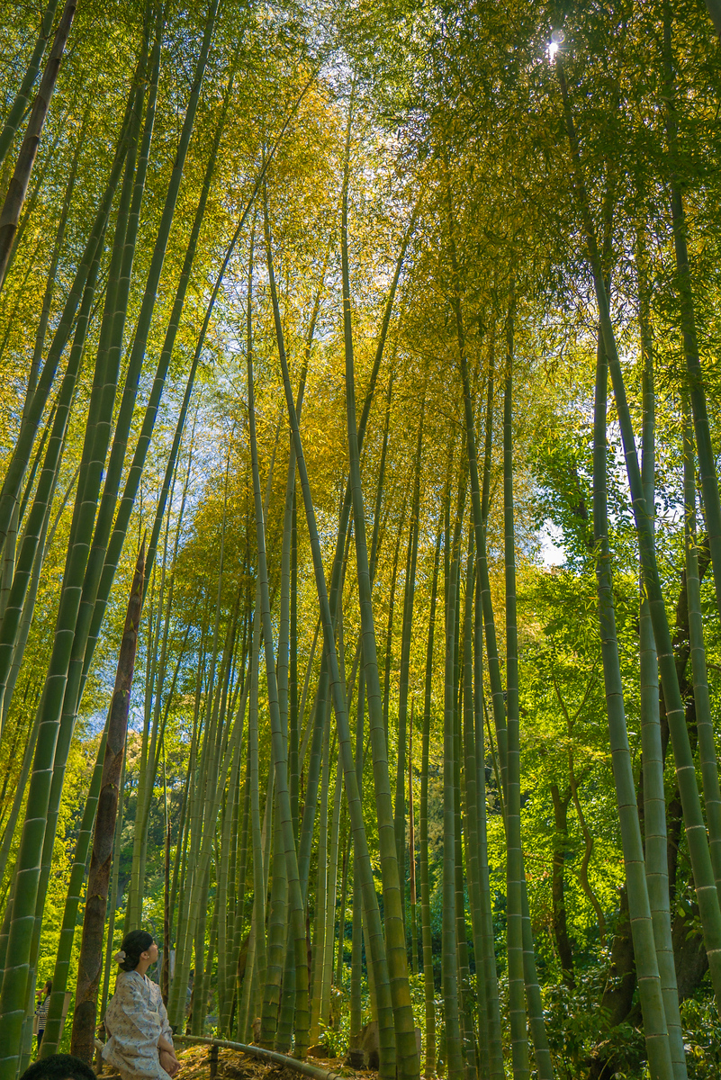 A wall of bamboo at Kōdai-ji temple in Kyoto. bamboo forest Kōdai-ji temple kyoto