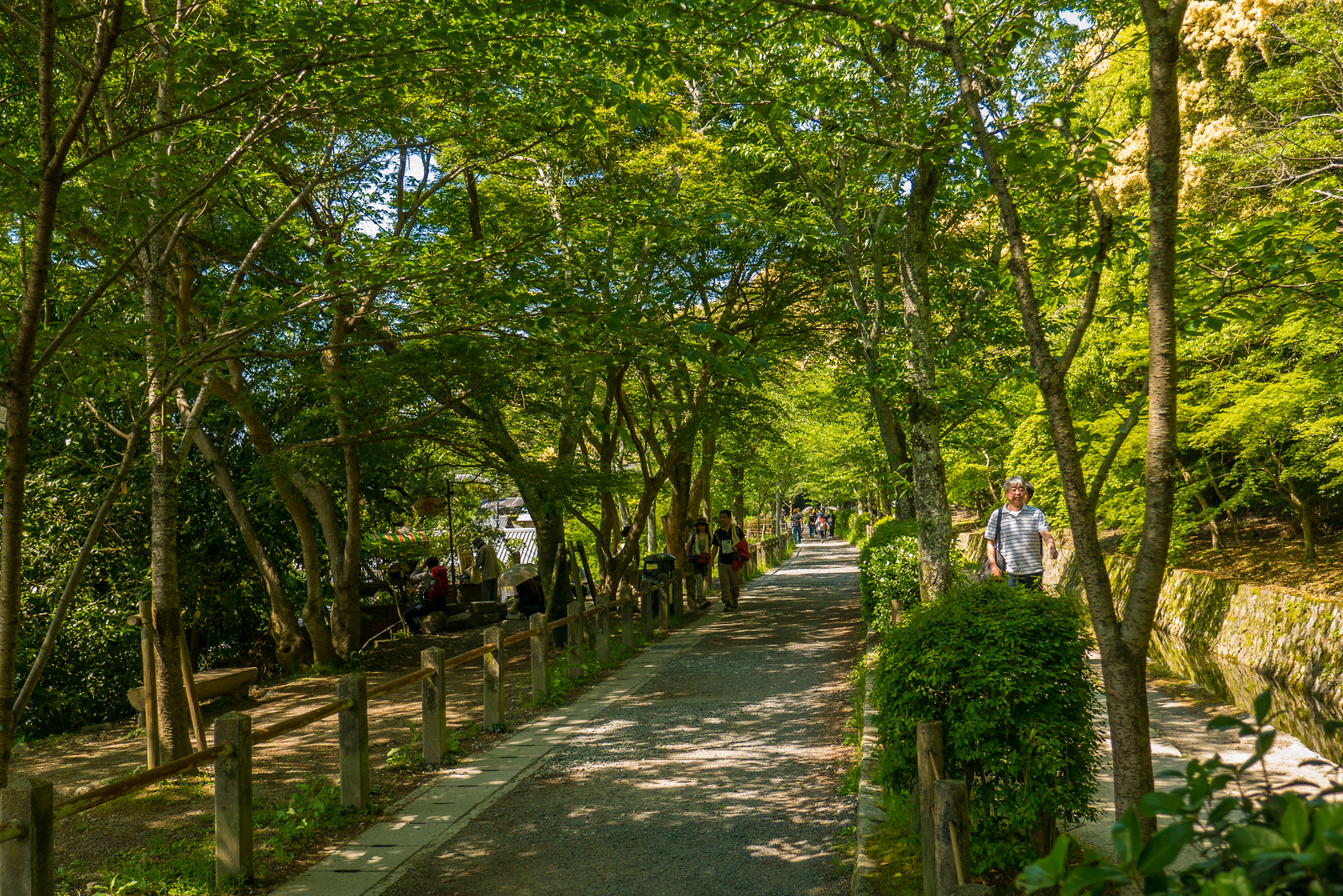 Pretty cherry blossom trees were out of season during my walk on the Path of Philosophy in Kyoto Path of Philosophy in Kyoto