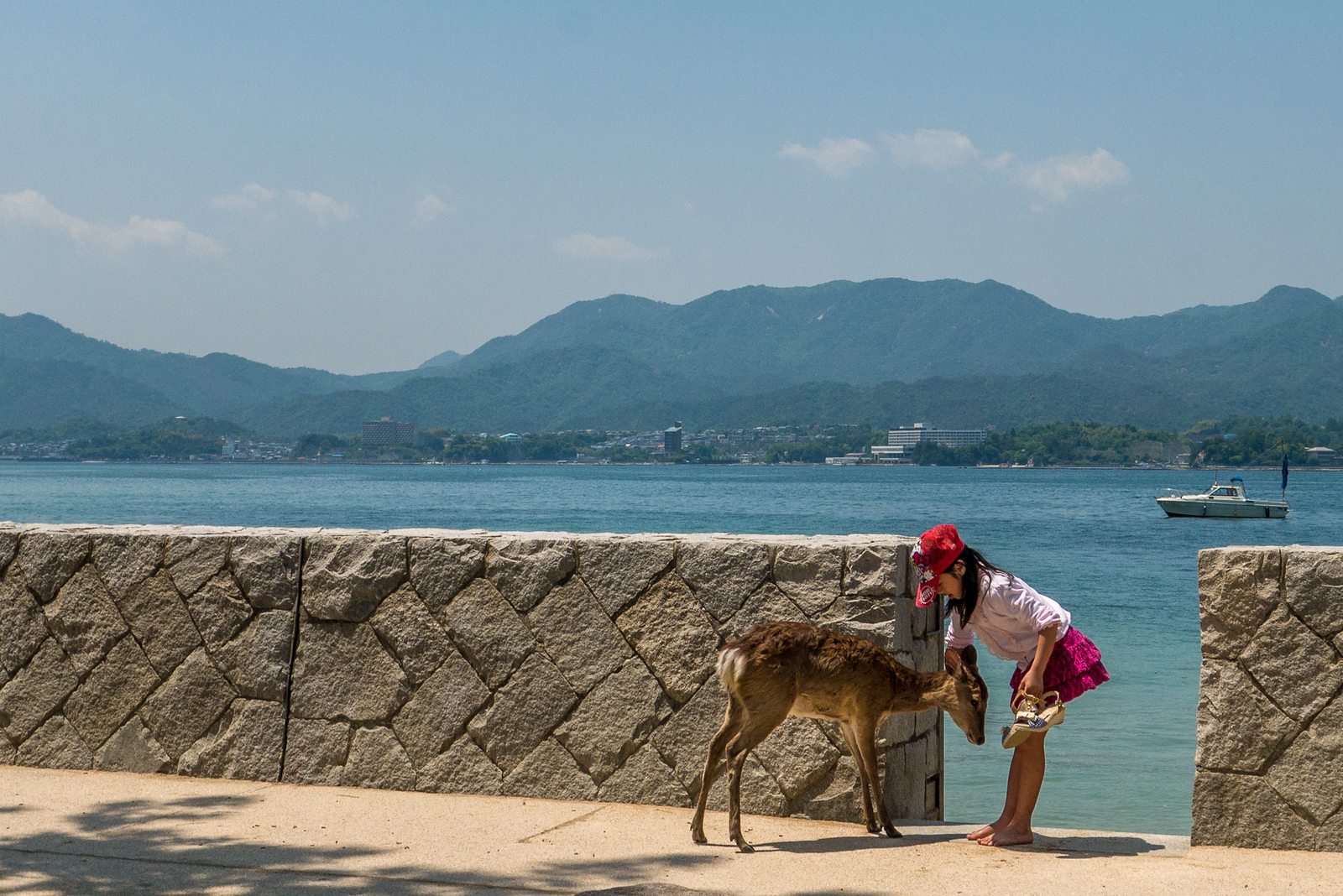 A little girl pets one of the bowing deer on Miyajima Island. bowing deer miyajima island