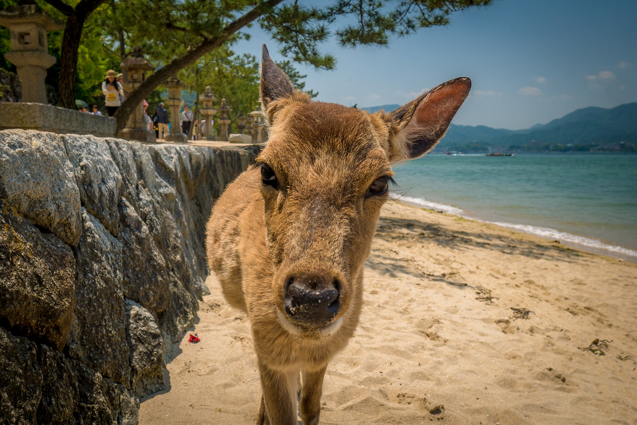 deer on miyajima island japan travel guide