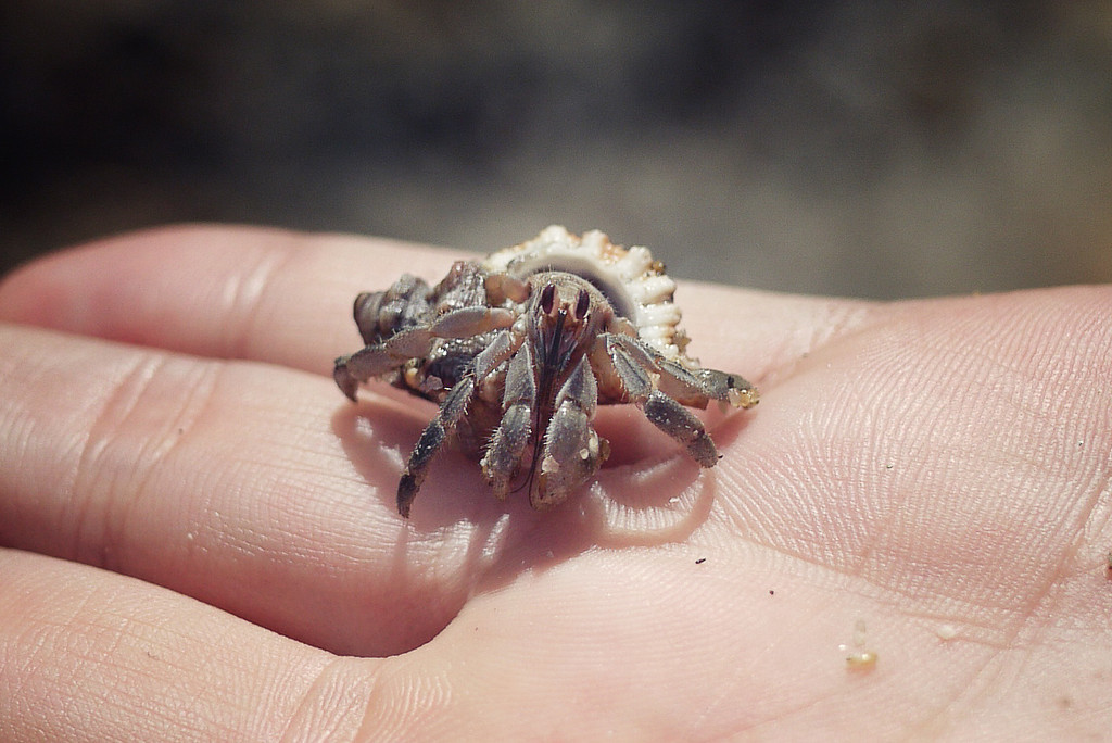hermit crab