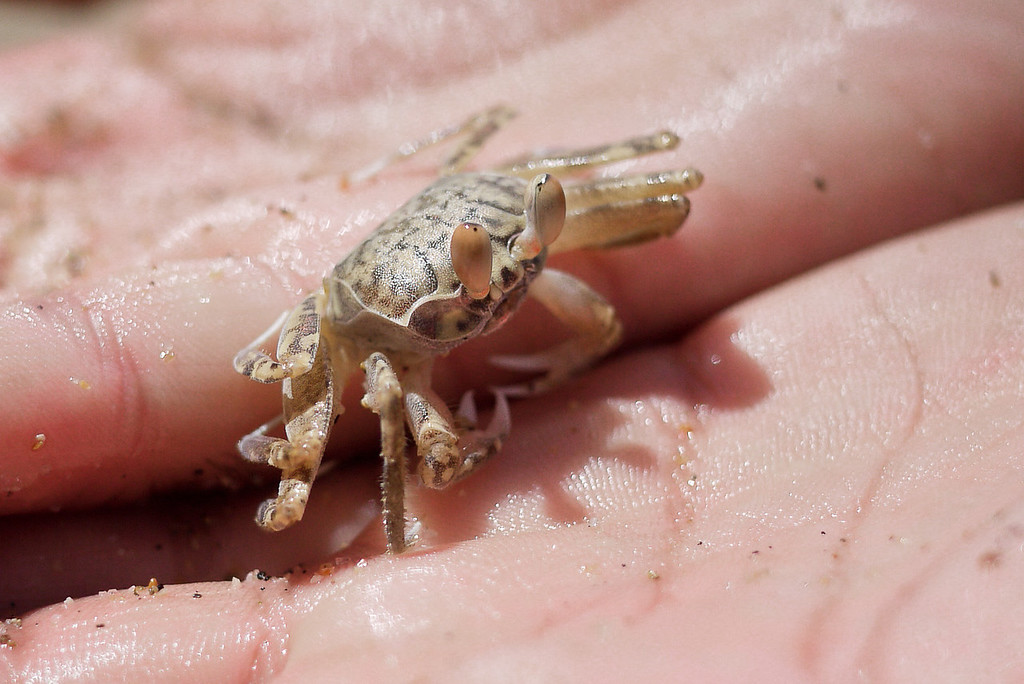 crab