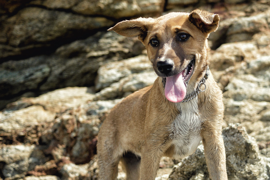 My friend's dog Loki came with me to explore the rocks dog